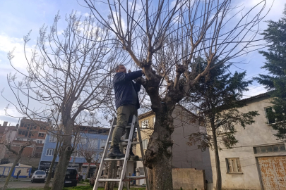 Gemlik'te yeşil alanlarda budama çalışmaları sürüyor